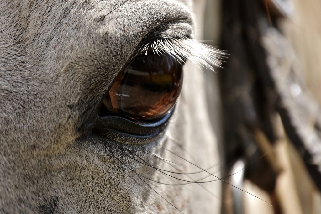 horse 2574395_1920