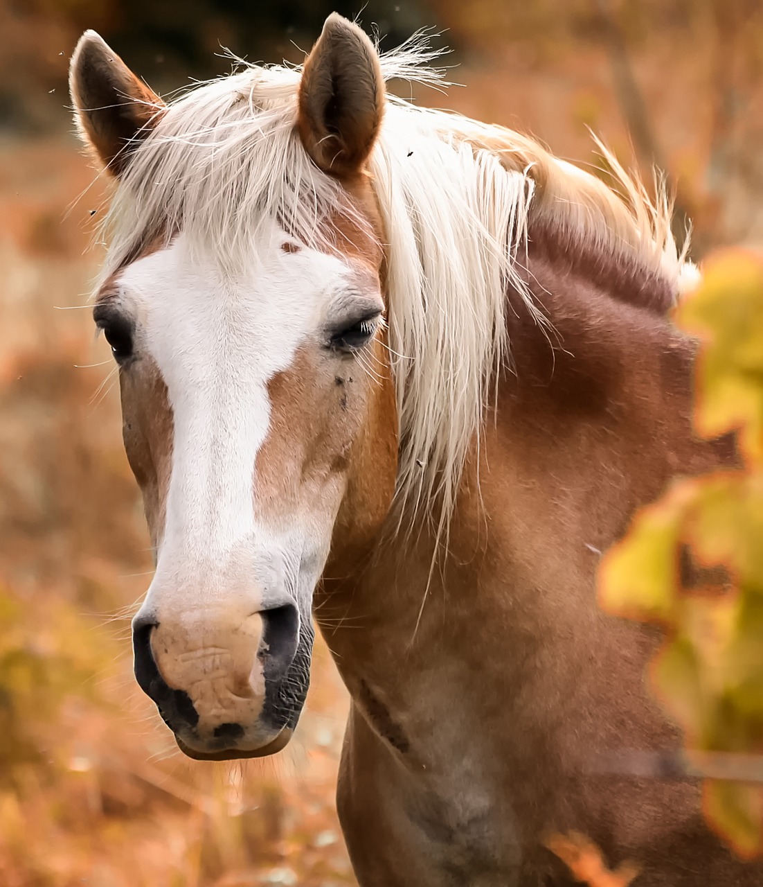 equine-3204312_1280
